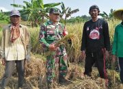 Anggota TNI di Pangandaran Terjun Ke Sawah Bantu Petani Panen Padi