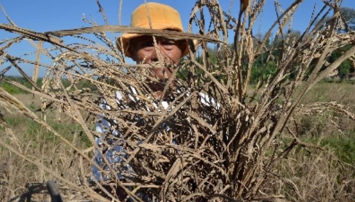 Gegara Diserang Hama Wereng, Petani di Pangandaran Rugi Jutaan Rupiah 