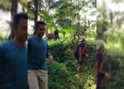 Hendak Disembelih, Sapi Kurban di Legokjawa Pangandaran Ngamuk