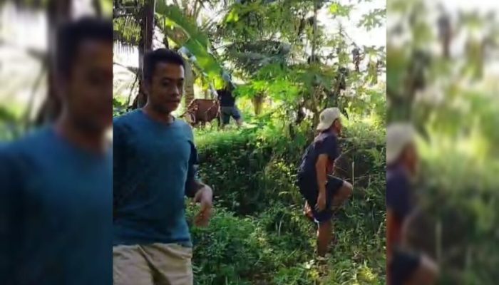 Hendak Disembelih, Sapi Kurban di Legokjawa Pangandaran Ngamuk