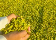 Petani Cengkih di Pangandaran Panen Raya, Tapi Harga Turun