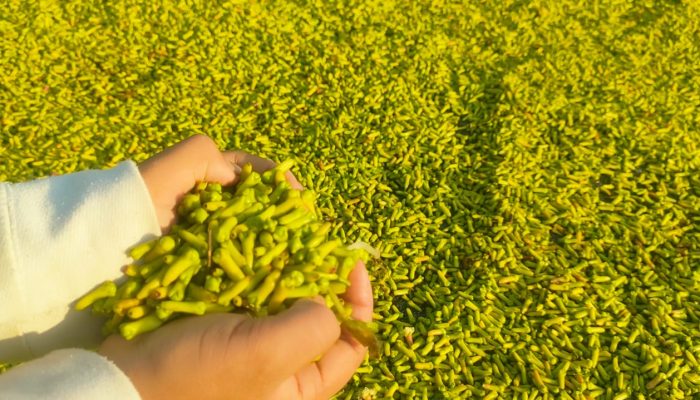 Pasca Panen Raya, Harga Cengkih di Pangandaran Mulai Naik