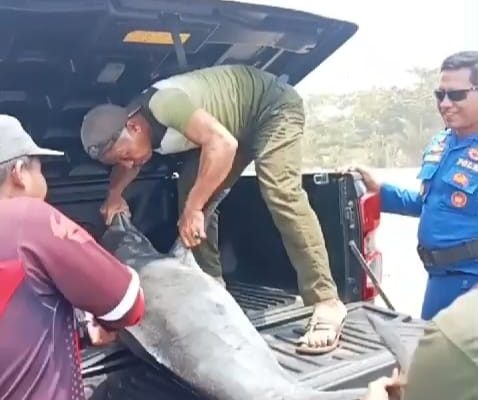 Heboh! Seekor Lumba-lumba di Pangandaran Mati Terdampar