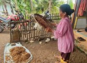 Potret Petani Kapulaga di Pangandaran Kala Panen Raya