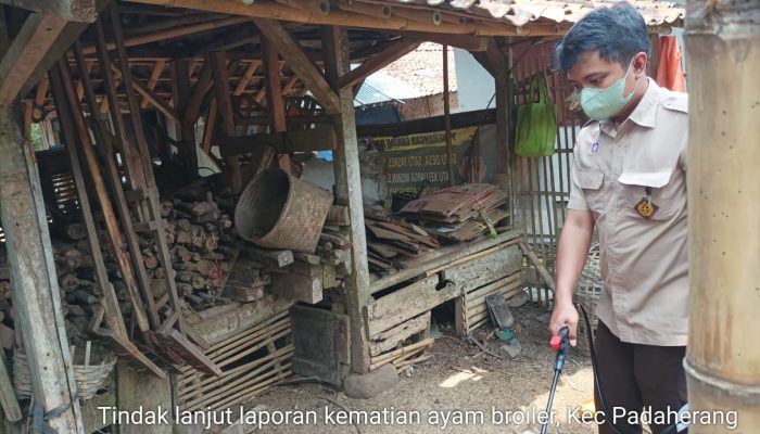 Distan Pangandaran Tindaklanjuti Terkait Puluhan Ayam Milik Warga Mati Serentak 