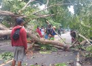 Pohon Besar di Pangandaran Tumbang ke Badan Jalan Raya Nasional