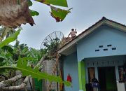 Dua Rumah Warga di Pangandaran Tertimpa Pohon Kedondong