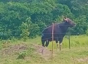 Menhut Raja Lepasliarkan 4 Banteng Jawa di Cagar Alam Pangandaran