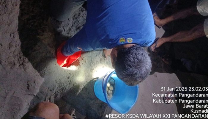 Satwa Dilindungi, KSDA Pangandaran Evakuasi Puluhan Telur Penyu di Bibir Pantai