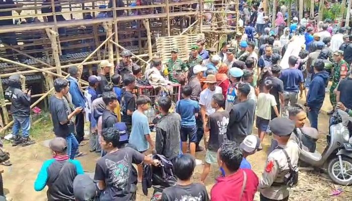 Kegiatan Adu Bagong di Pangandaran Dibubarkan Petugas, Panitia Kabur!