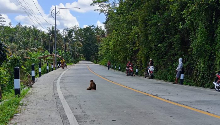 Seekor Beruk di Pangandaran Duduk Santai di Jalan
