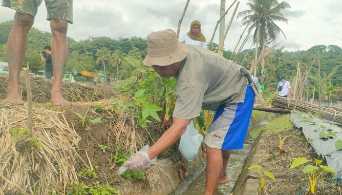 Bikin Resah! Petani di Ciganjeng Pangandaran Serempak Lakukan Gerdal Tikus
