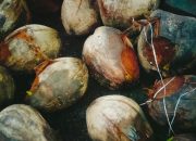 Harga Kelapa Tua di Pangandaran Meroket, Tapi Langka Barang