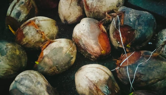Harga Kelapa Tua di Pangandaran Meroket, Tapi Langka Barang
