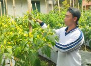 Bisa Jadi Inovasi, Sekelompok Pemuda di Ciganjeng Pangandaran Manfaatkan Pekarangan Rumah untuk Tanam Cabe