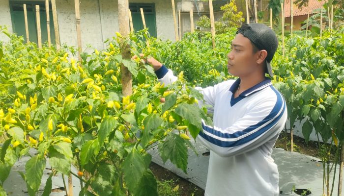 Bisa Jadi Inovasi, Sekelompok Pemuda di Ciganjeng Pangandaran Manfaatkan Pekarangan Rumah untuk Tanam Cabe