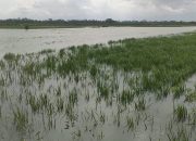 Sawah Selalu Terendam Banjir, Kades di Pangandaran Minta Tolong ke Dedi Mulyadi