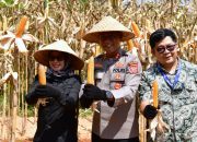 Panen Raya Jagung Kuartal II di Pangandaran, Dukung Ketahanan Pangan Nasional