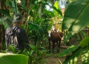 Hendak Disembelih, Sapi di Ciganjeng Pangandaran Ngamuk dan Kabur