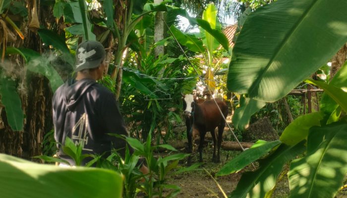 Hendak Disembelih, Sapi di Ciganjeng Pangandaran Ngamuk dan Kabur