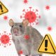 RSUD Pandega Pangandaran Minta Masyarakat Waspada Ancaman Virus Hanta