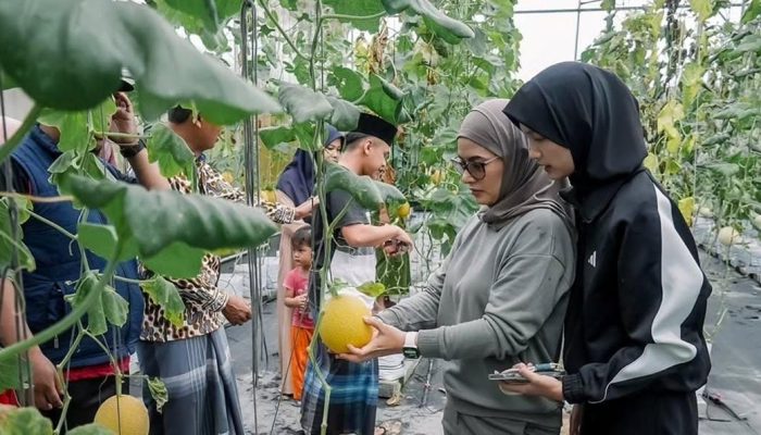 Jogging Pagi, Bupati Pangandaran Petik Langsung Melon dari Kebun Santri di Parigi
