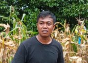 ‎Petani Jagung di Sindangwangi Pangandaran Tersenyum Lebar