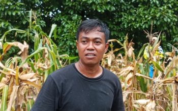‎Petani Jagung di Sindangwangi Pangandaran Tersenyum Lebar