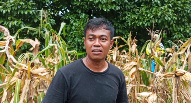 ‎Petani Jagung di Sindangwangi Pangandaran Tersenyum Lebar