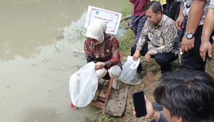 Bupati Pangandaran Tebar 135 Ribu Benih Ikan dan Udang, Minta Jangan Disetrum dan Diracun 