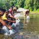 50 Ribu Benih Ikan Ditebar di Sungai Bendungan Matras Pangandaran, Jaga Ekosistem dan Populasi Ikan
